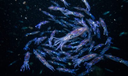 Stars of the Deep: How the Firefly Squid Lights Up the Sea