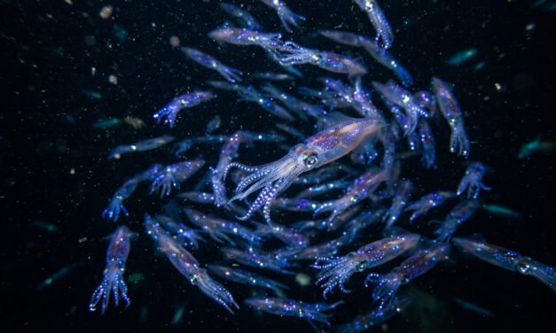 Stars of the Deep: How the Firefly Squid Lights Up the Sea
