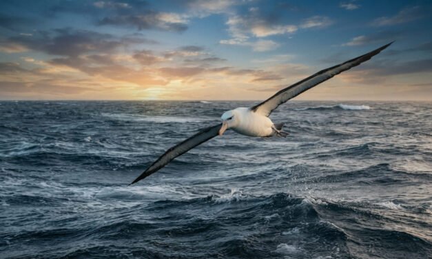 The Ocean Nomad: Why the Albatross Can Fly for Years Without Touching Land