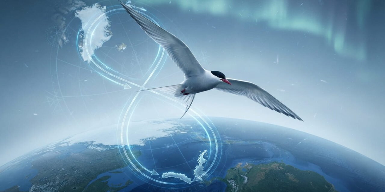 The Invisible Navigator: How the Arctic Tern Flies 50,000 Miles a Year