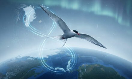 The Invisible Navigator: How the Arctic Tern Flies 50,000 Miles a Year