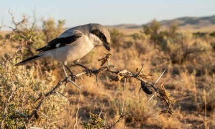 Lanius ludovicianus: The Gruesome Impaling Tactics of the Loggerhead Shrike
