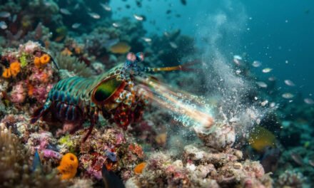 Odontodactylus scyllarus: The Bullet-Speed Punch of the Peacock Mantis Shrimp