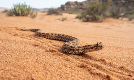 Bitis schneideri: The Sidewinding Survival of the Namaqua Dwarf Adder