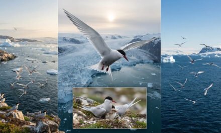 The Longest Journey: The Incredible Life of the Arctic Tern