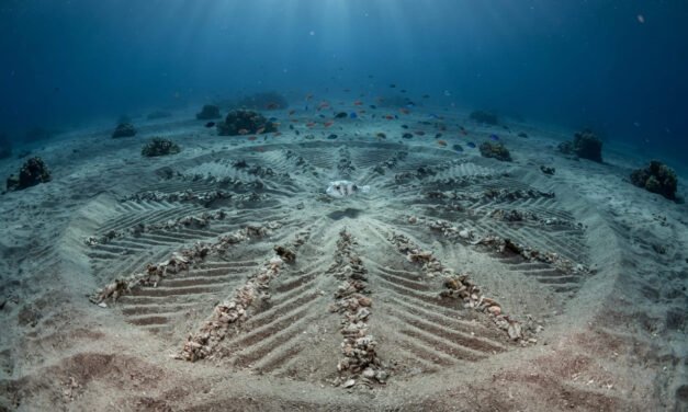 Architects of the Abyss: The Mystery of the Pufferfish Circles