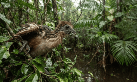 Opisthocomus hoazin: The Claws and Chemical Digestion of the Stinkbird